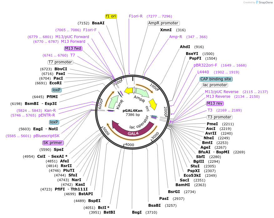 32320-plasmid-map-sequence-id-36640