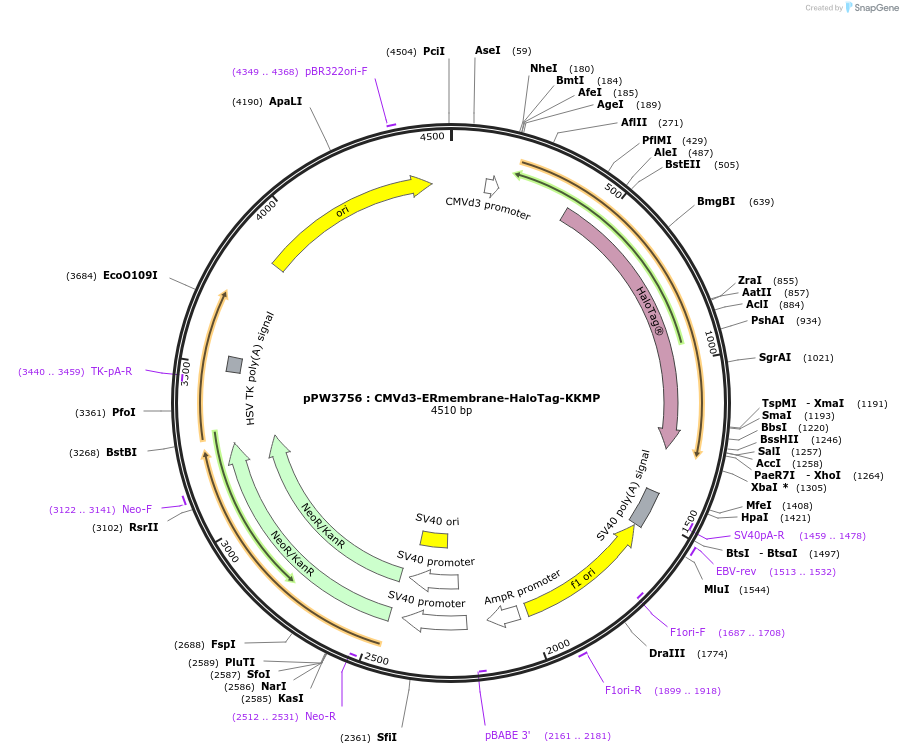 185678-plasmid-map-sequence-id-366401