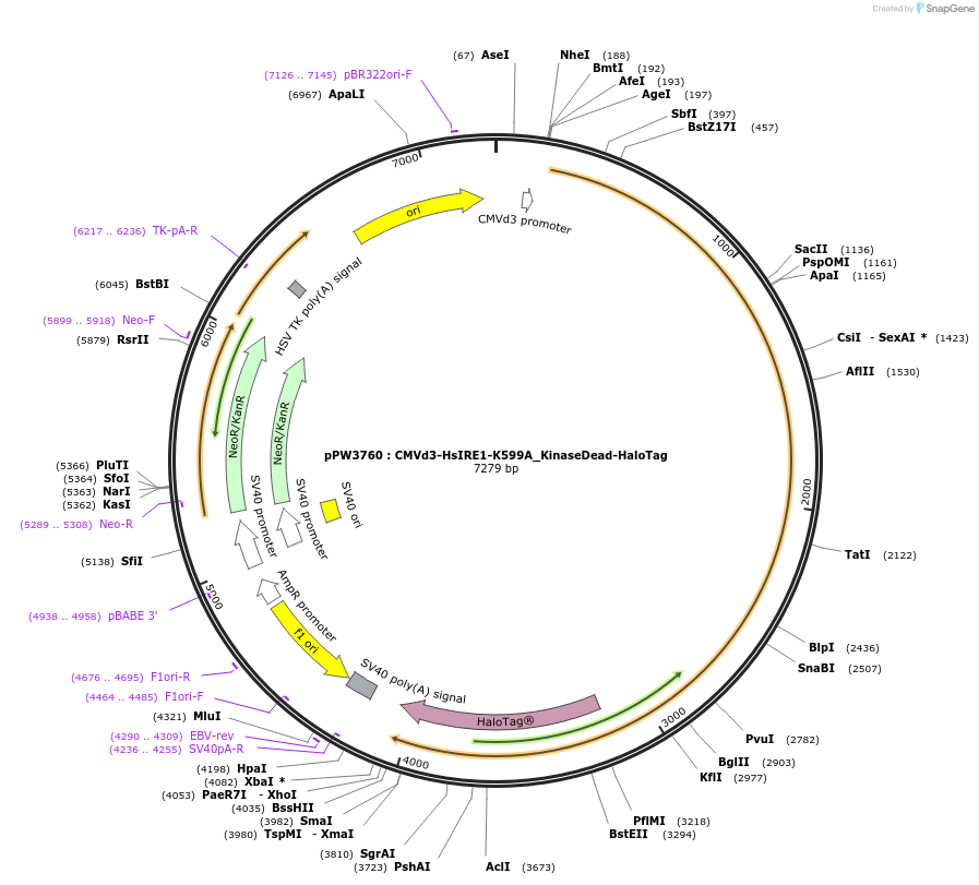 185682-plasmid-map-sequence-id-366403