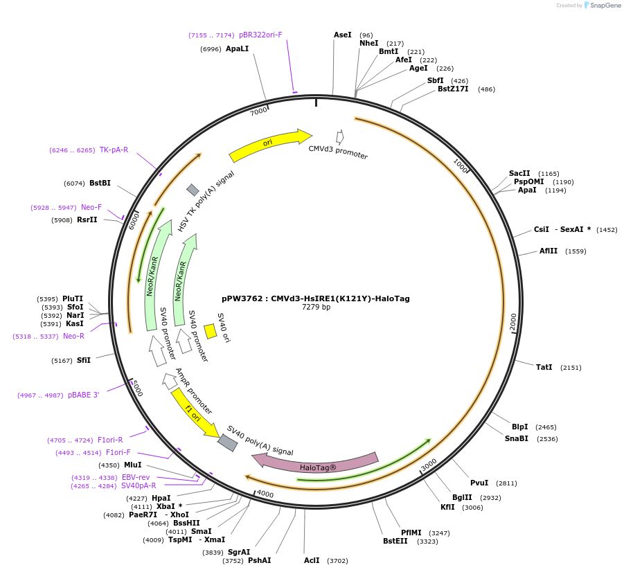 185684-plasmid-map-sequence-id-366405