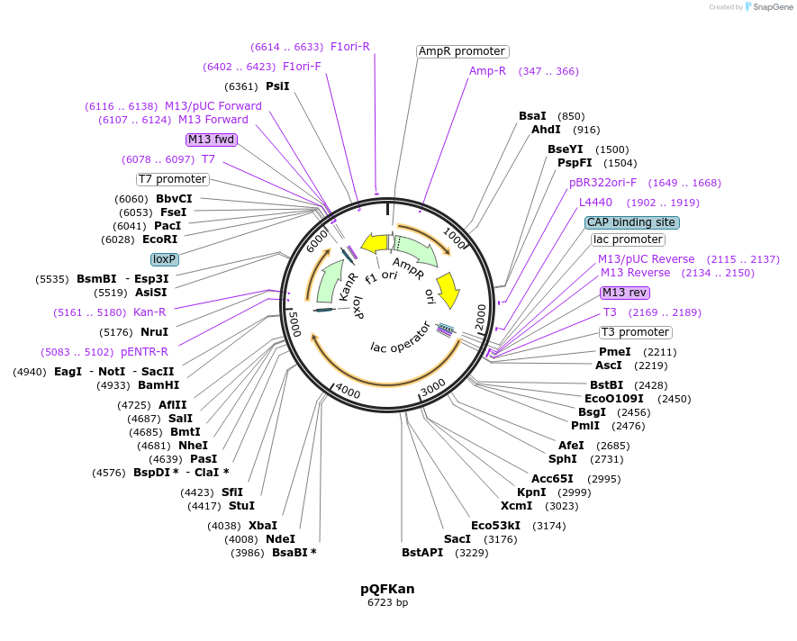 32321-plasmid-map-sequence-id-36641