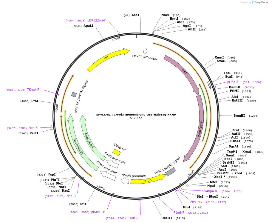 185686-plasmid-map-sequence-id-366414