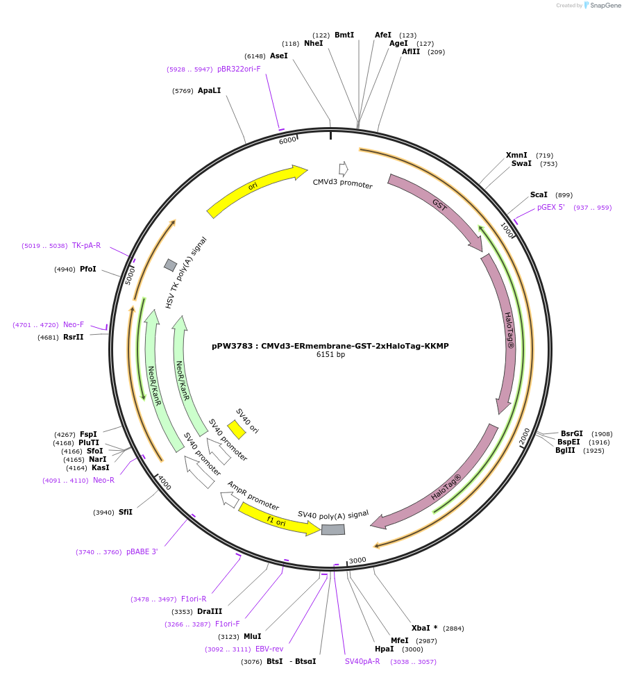 185687-plasmid-map-sequence-id-366415