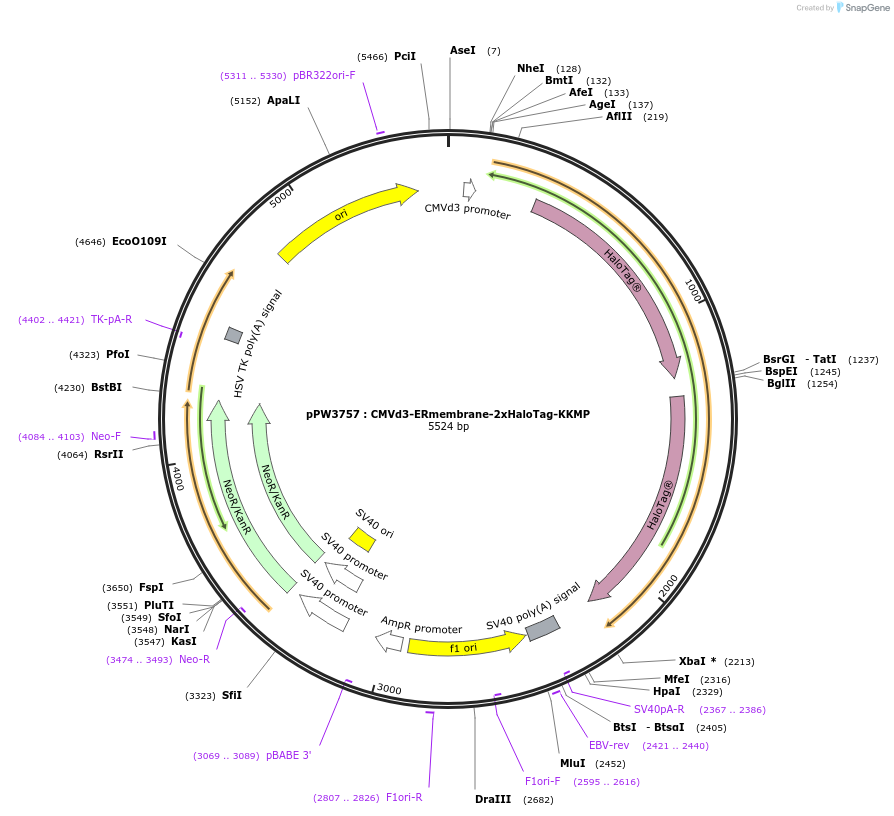 185679-plasmid-map-sequence-id-366418