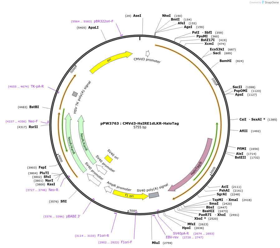 185685-plasmid-map-sequence-id-366419