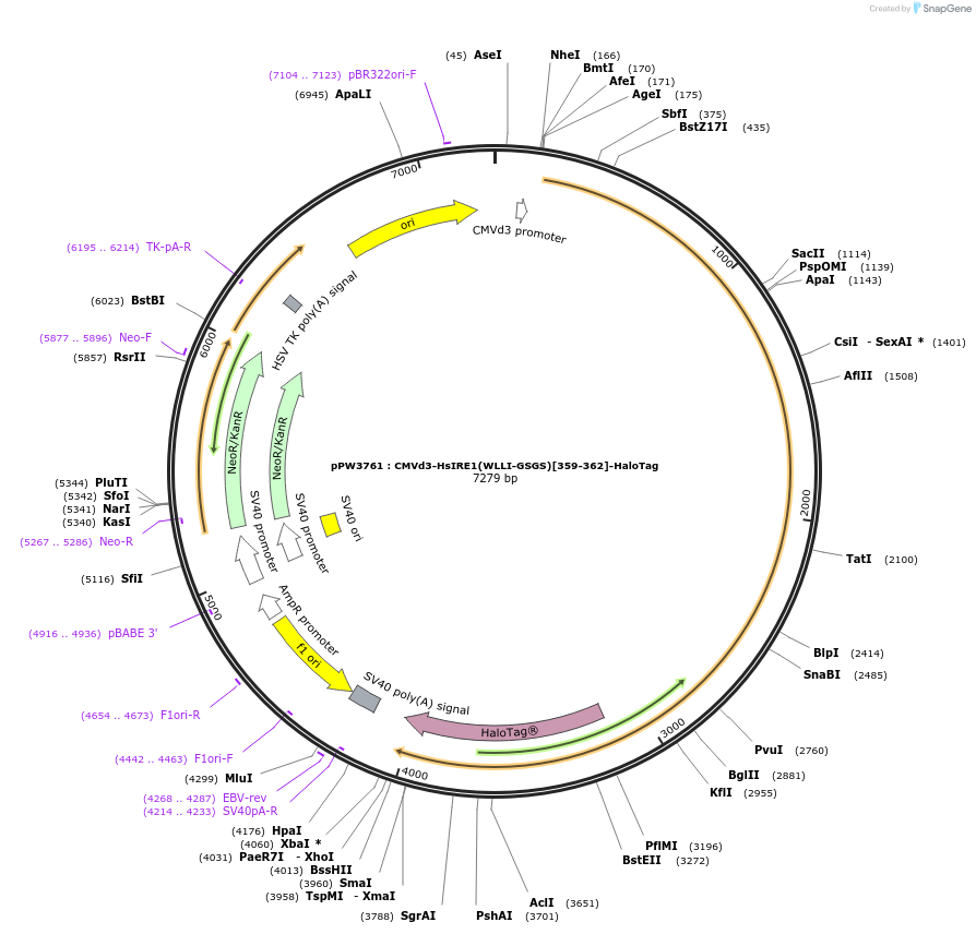 185683-plasmid-map-sequence-id-366421