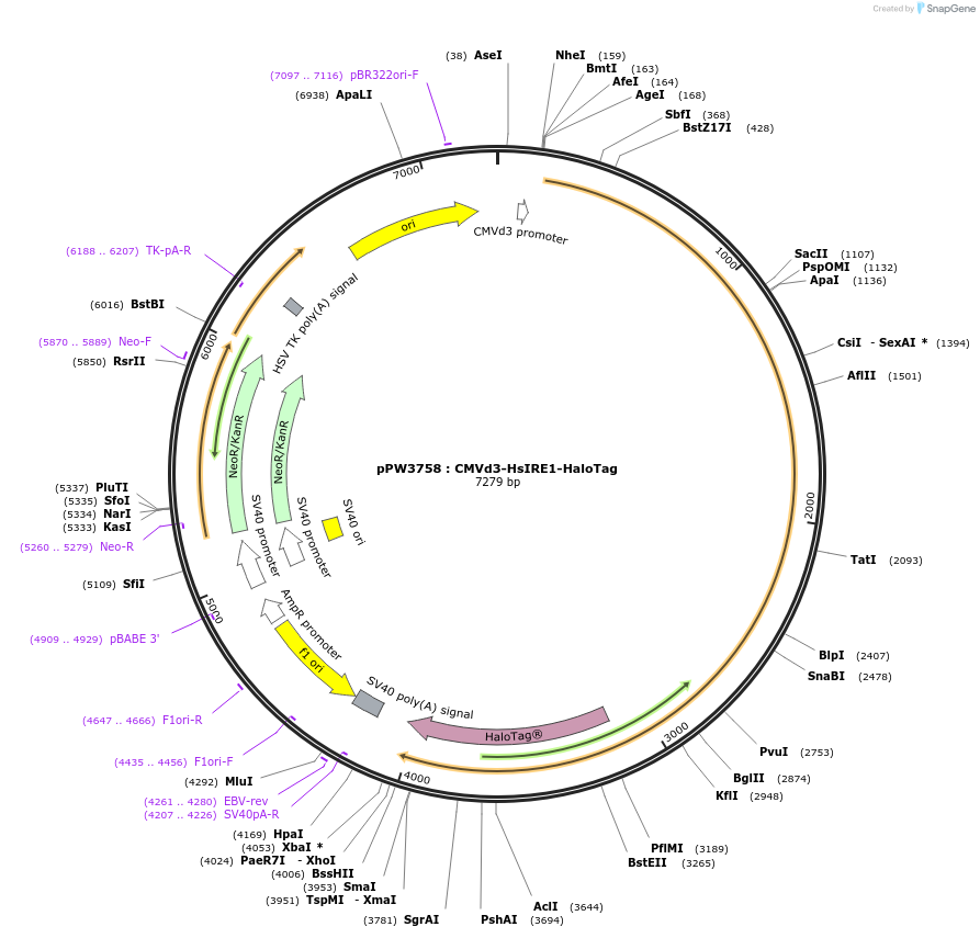 185680-plasmid-map-sequence-id-366422