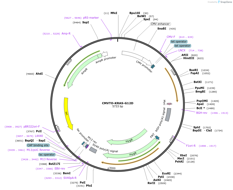 179656-plasmid-map-sequence-id-366431