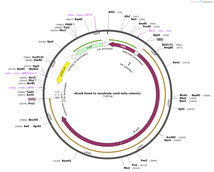 186420-plasmid-map-sequence-id-366432
