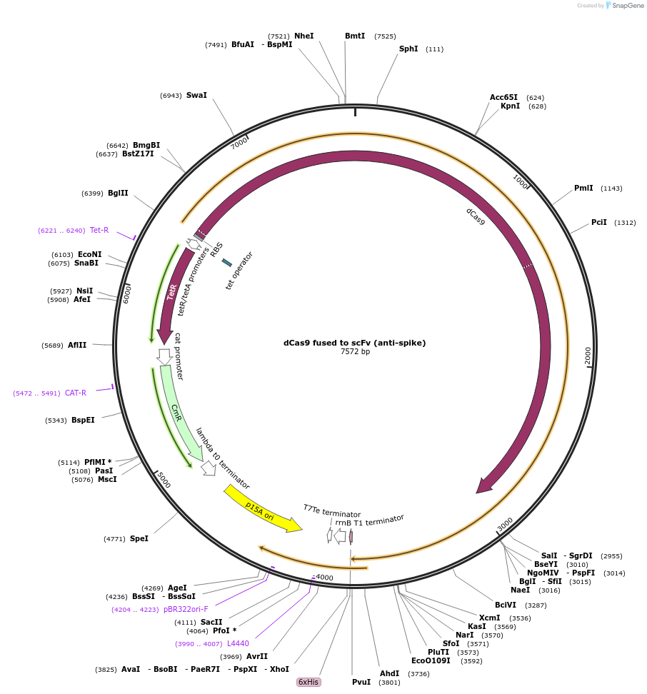 186421-plasmid-map-sequence-id-366433