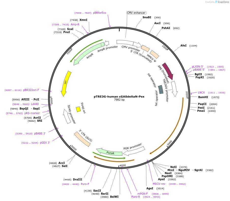 186882-plasmid-map-sequence-id-366440
