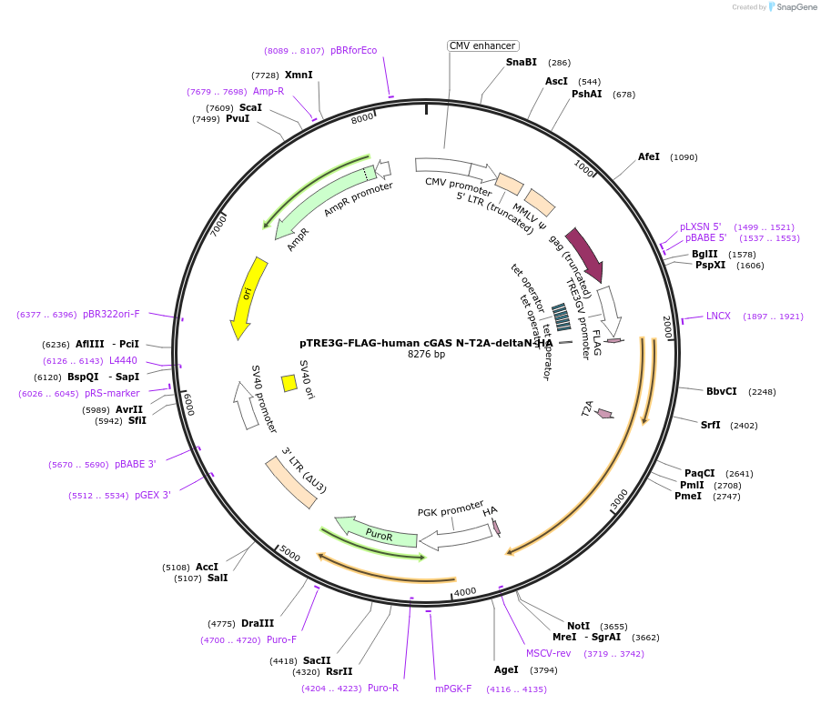 186886-plasmid-map-sequence-id-366445
