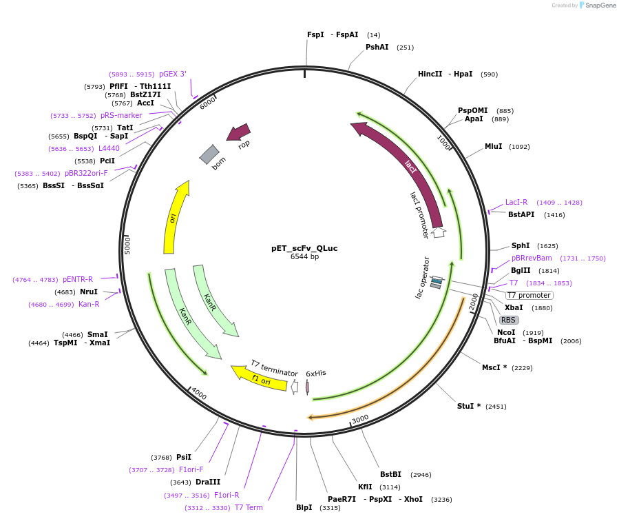 183261-plasmid-map-sequence-id-366448