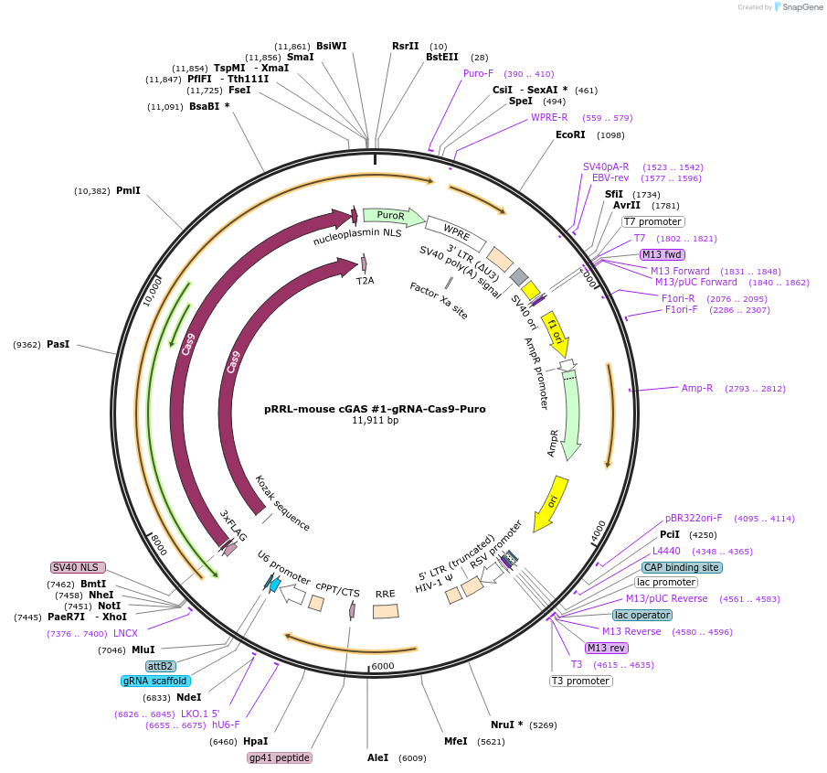 186890-plasmid-map-sequence-id-366450