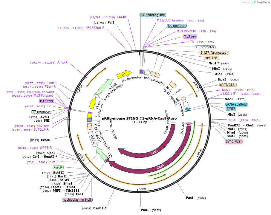 186892-plasmid-map-sequence-id-366457