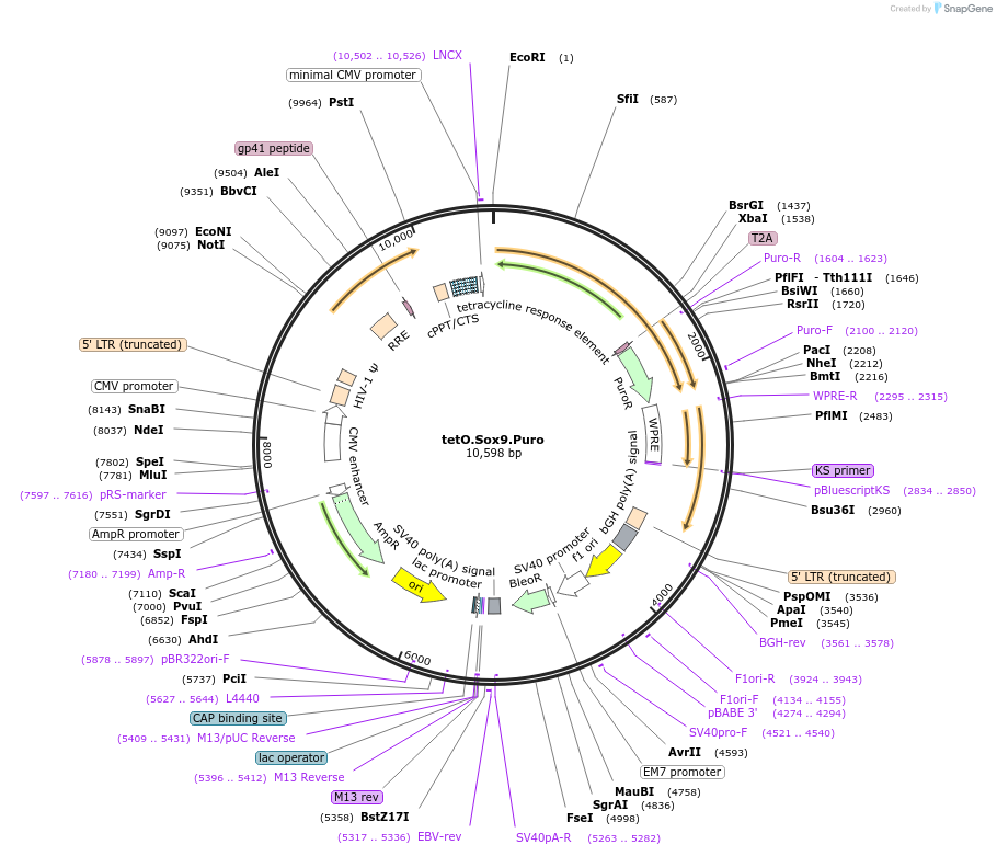 117269-plasmid-map-sequence-id-366469