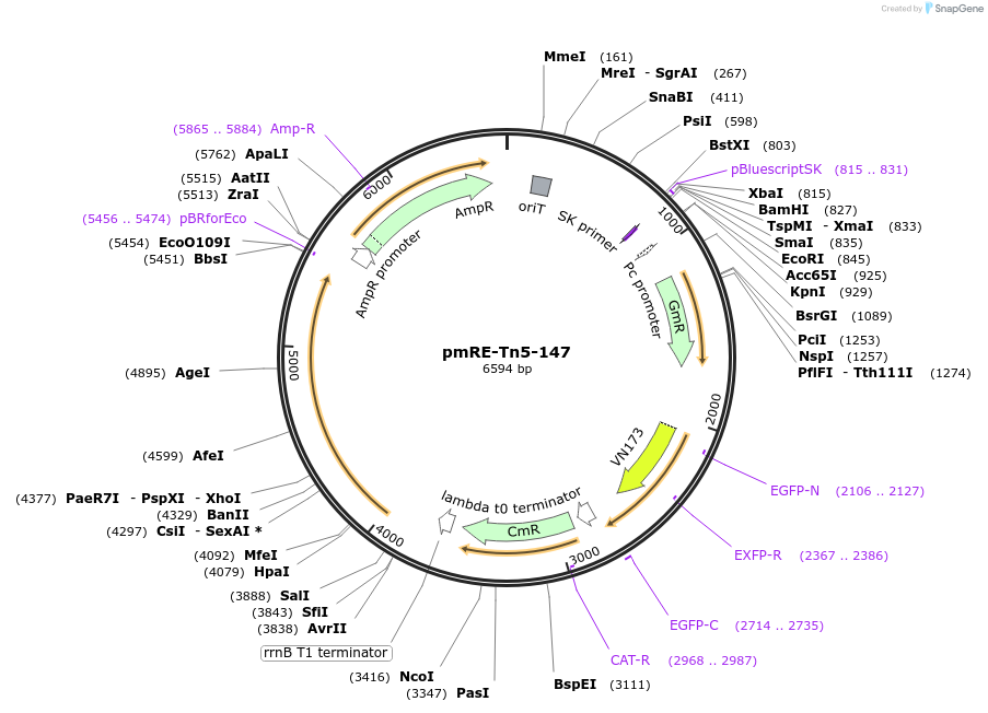 118526-plasmid-map-sequence-id-366472