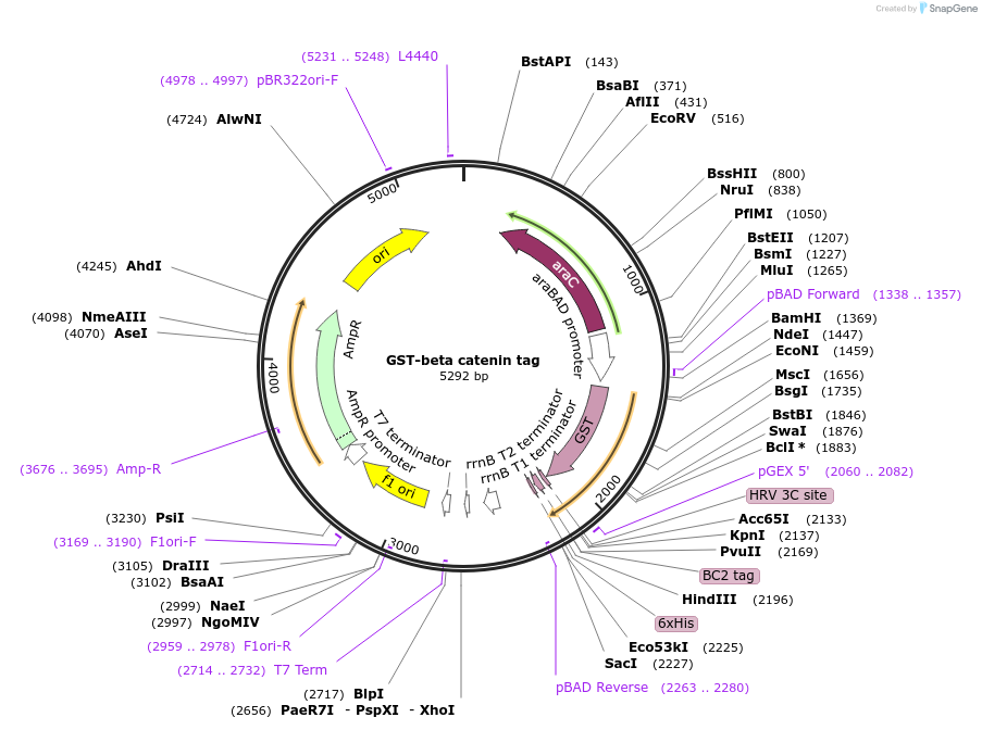 186422-plasmid-map-sequence-id-366476