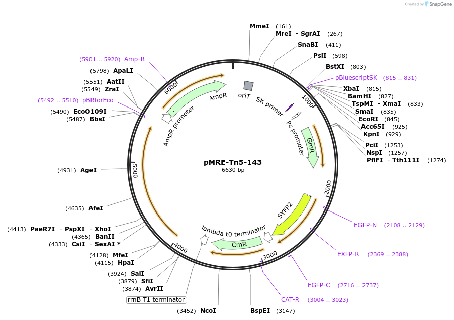 118527-plasmid-map-sequence-id-366481