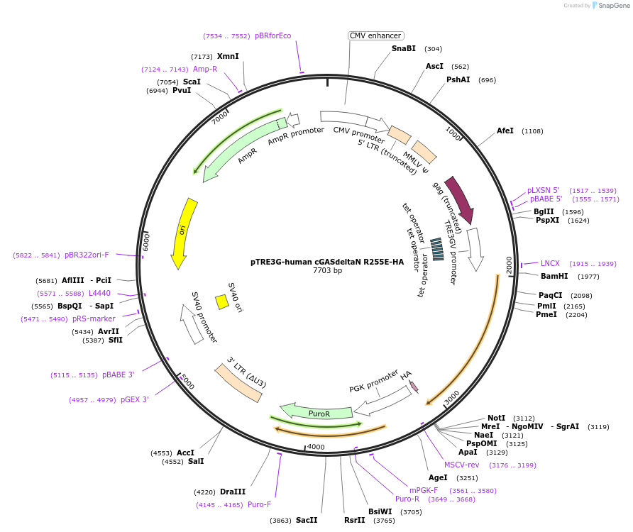 186894-plasmid-map-sequence-id-366485