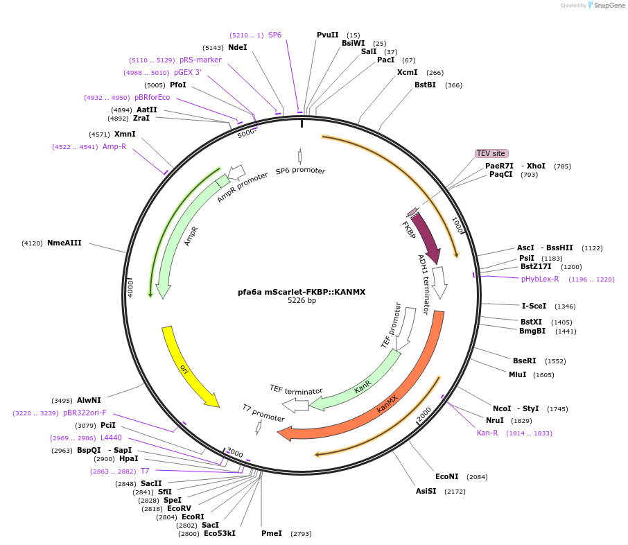 185905-plasmid-map-sequence-id-366492