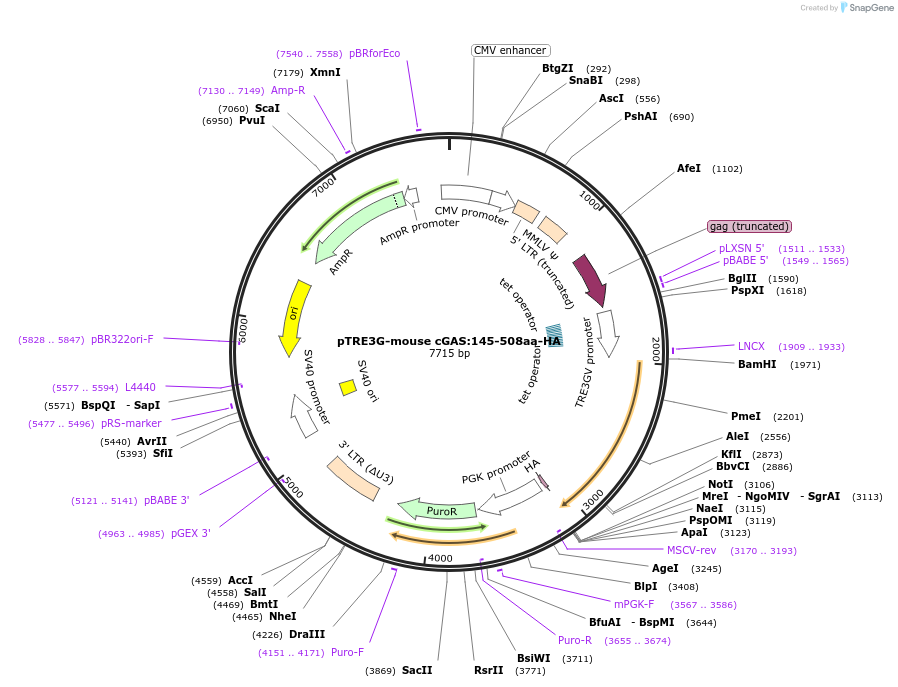 186895-plasmid-map-sequence-id-366530