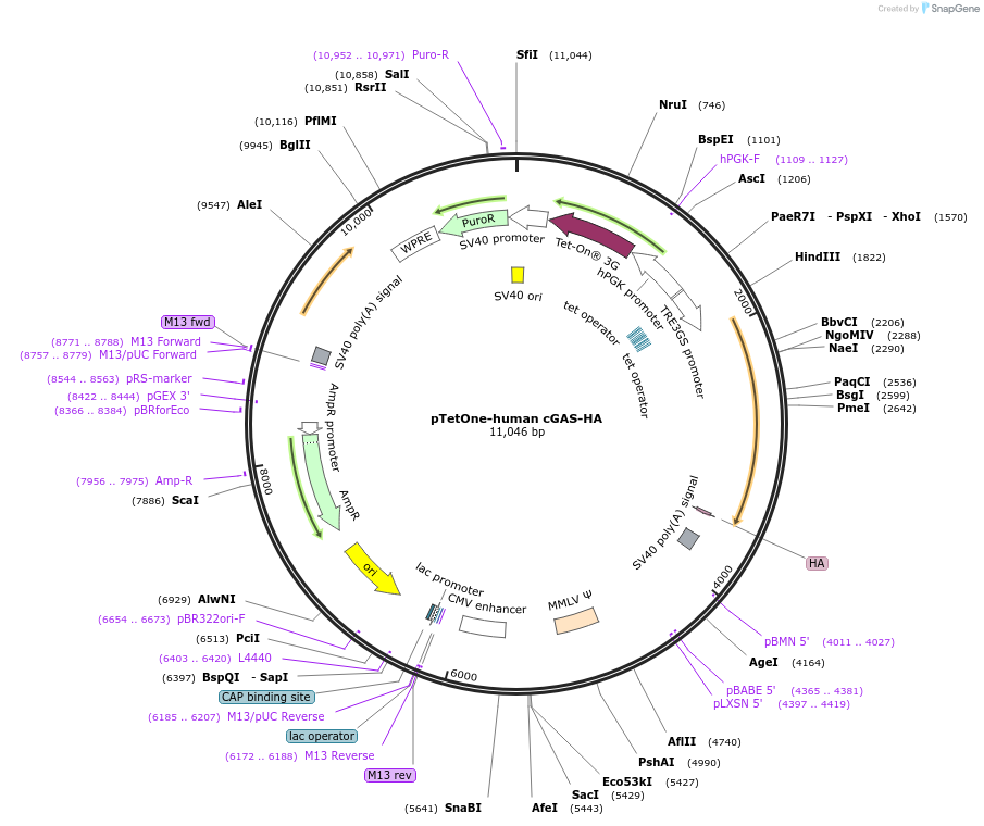 186896-plasmid-map-sequence-id-366532