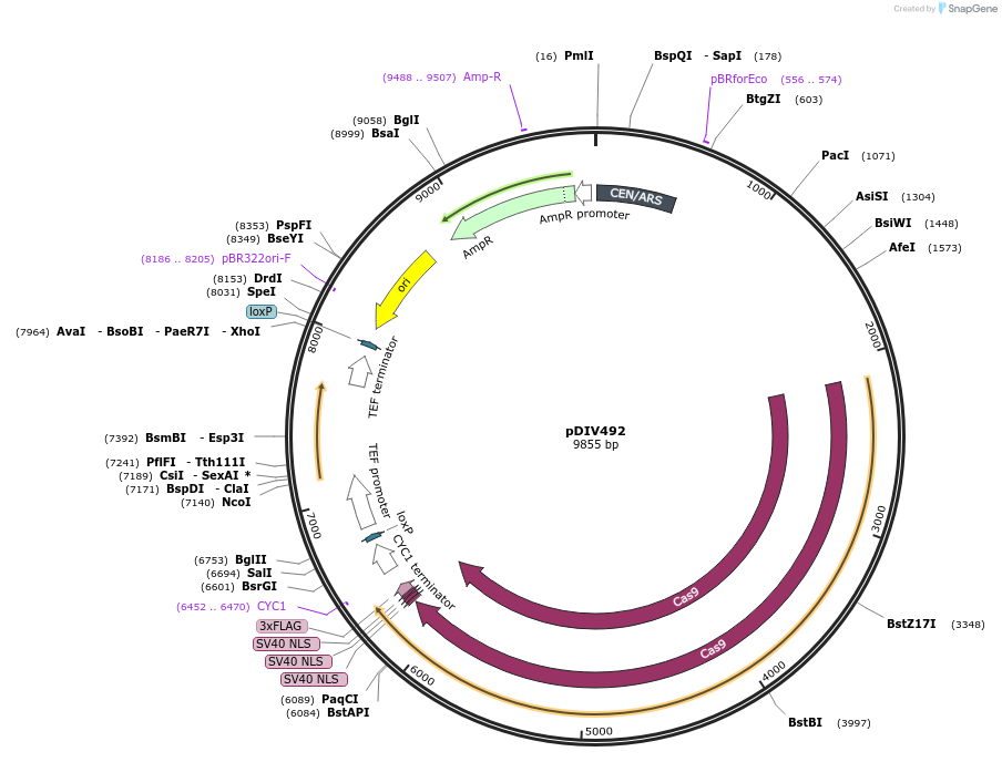 177700-plasmid-map-sequence-id-366535