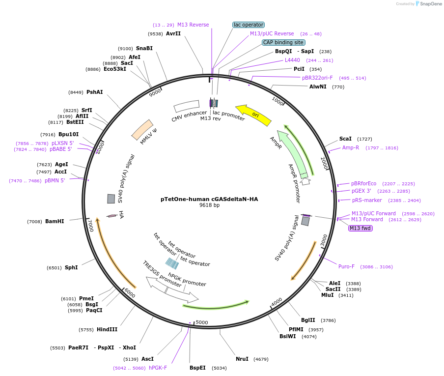 186897-plasmid-map-sequence-id-366541