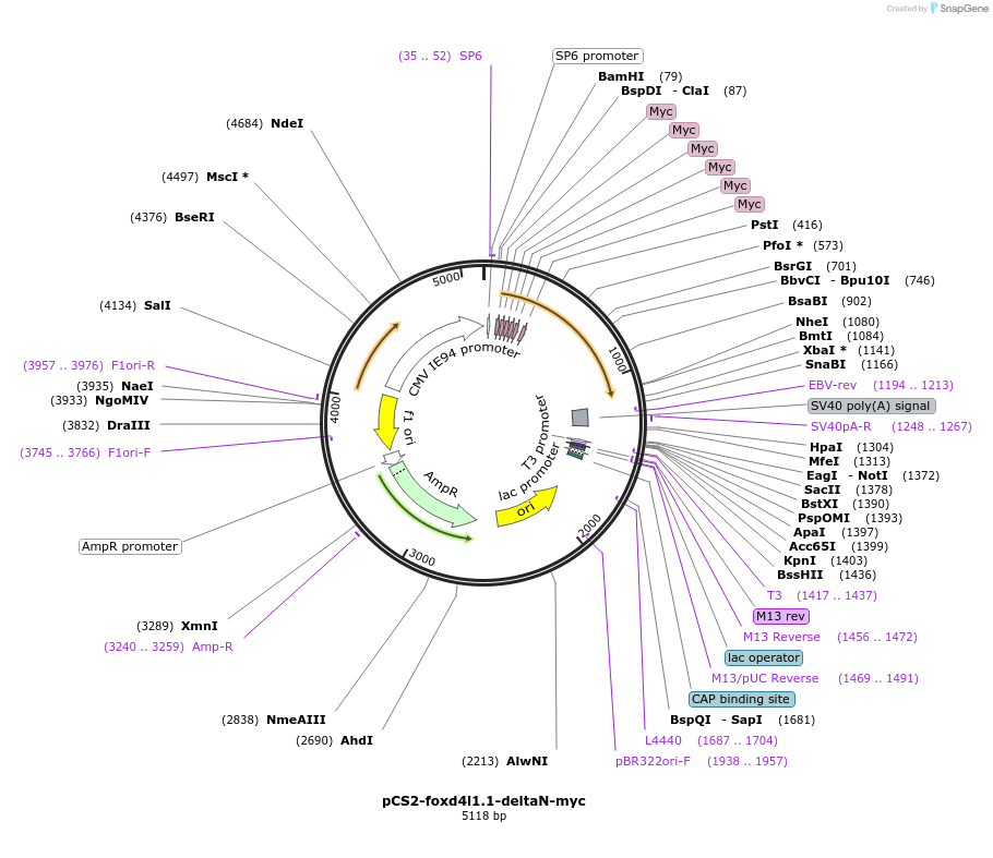185500-plasmid-map-sequence-id-366547