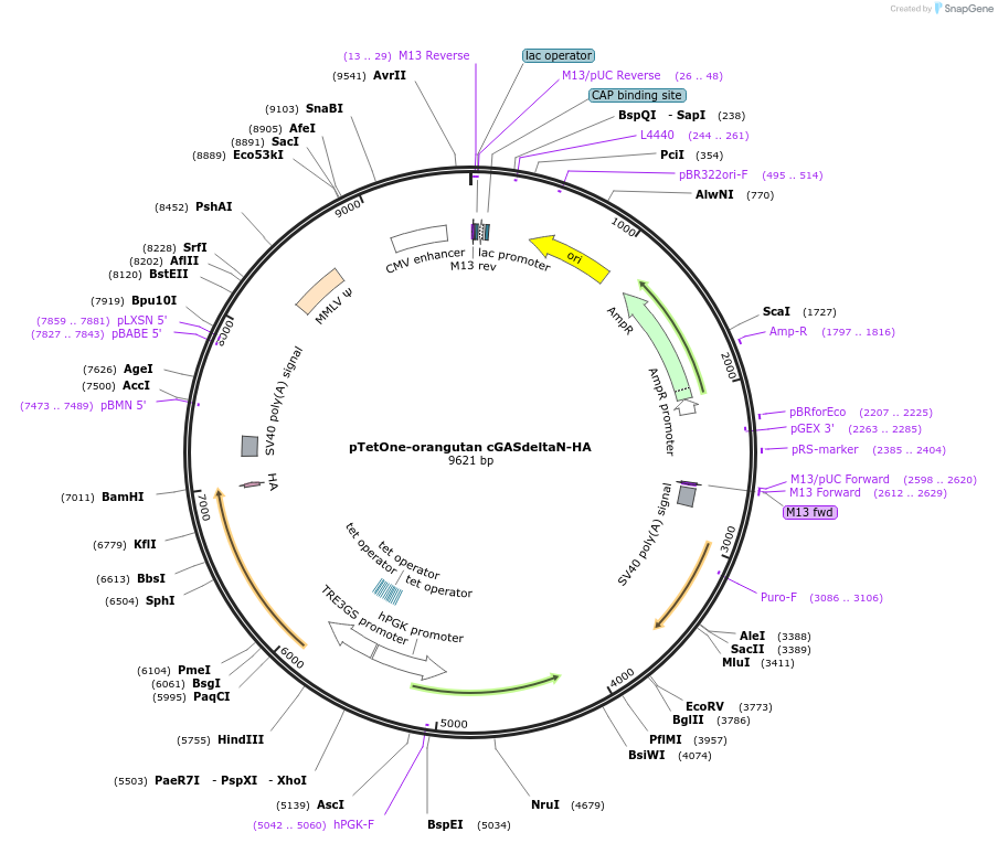 186898-plasmid-map-sequence-id-366562