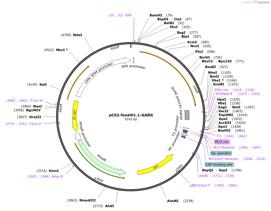 185514-plasmid-map-sequence-id-366563