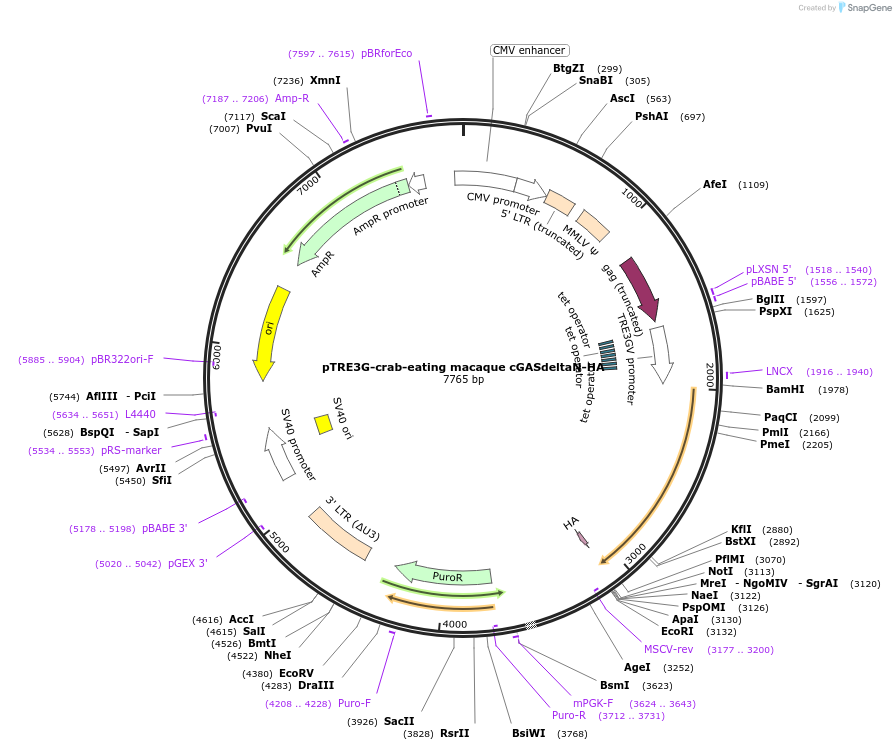 186870-plasmid-map-sequence-id-366575