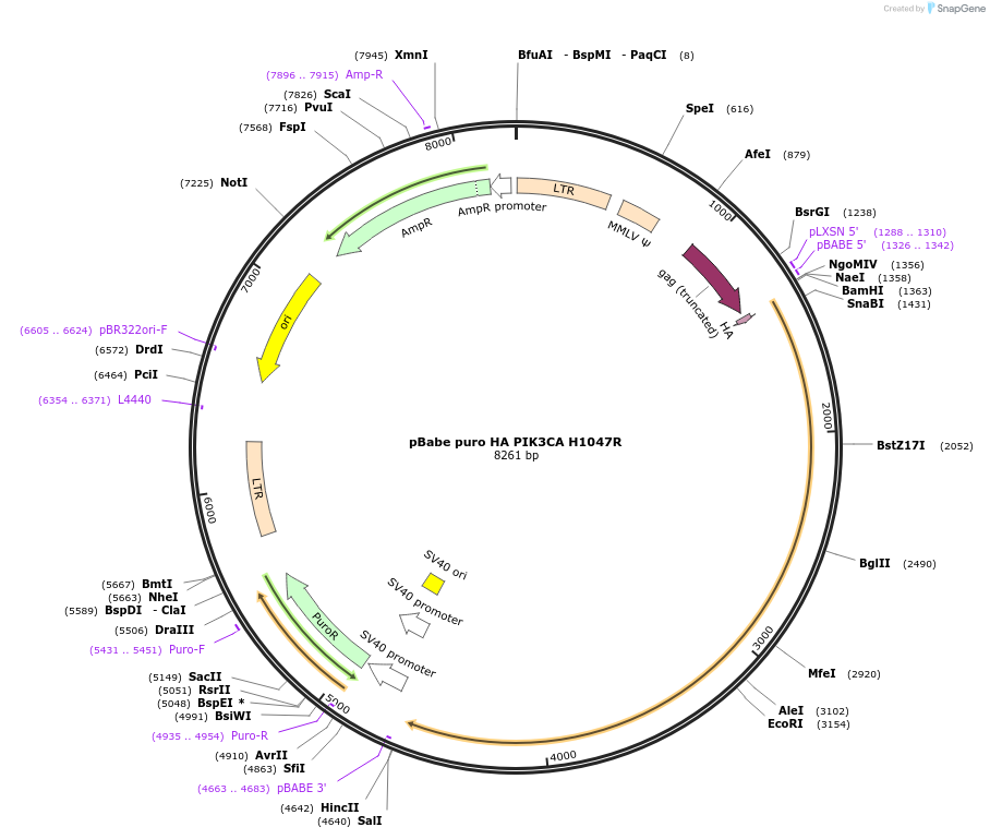 12524-plasmid-map-sequence-id-366579