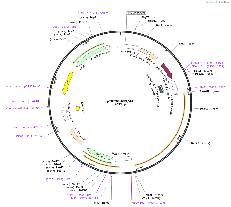 186884-plasmid-map-sequence-id-366581