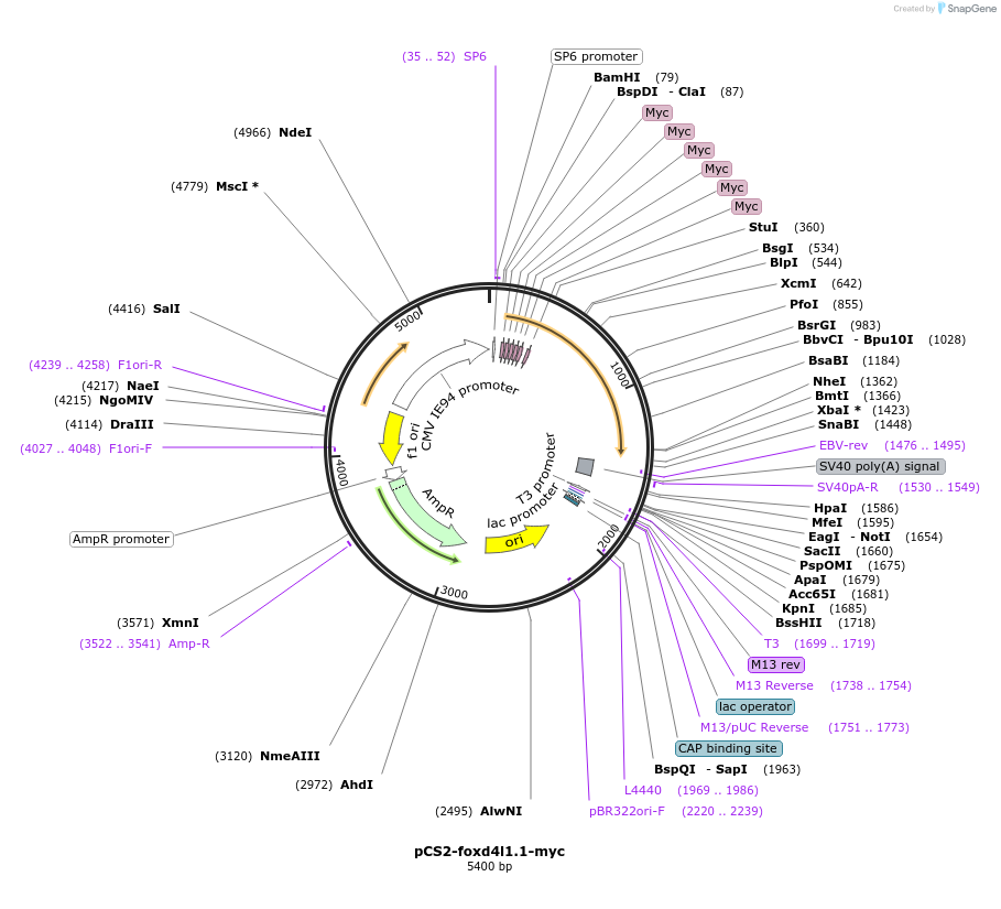 185495-plasmid-map-sequence-id-366591