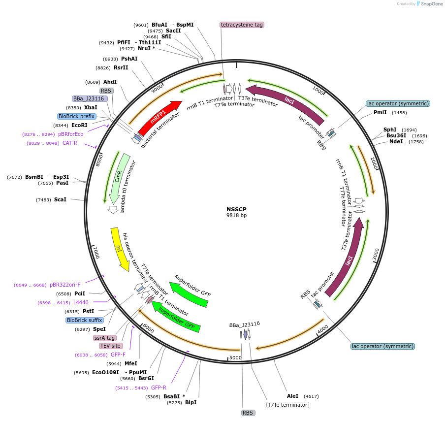183190-plasmid-map-sequence-id-366594