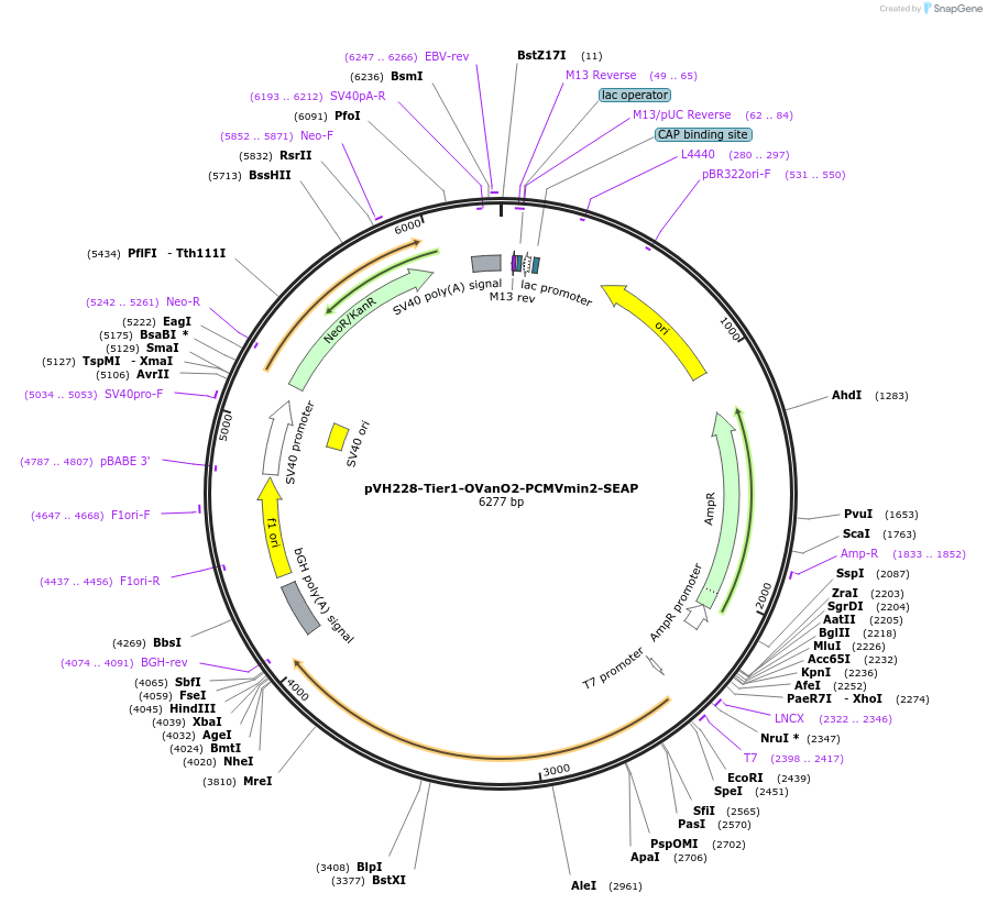 169564-plasmid-map-sequence-id-366599