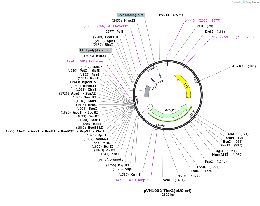 169600-plasmid-map-sequence-id-366610