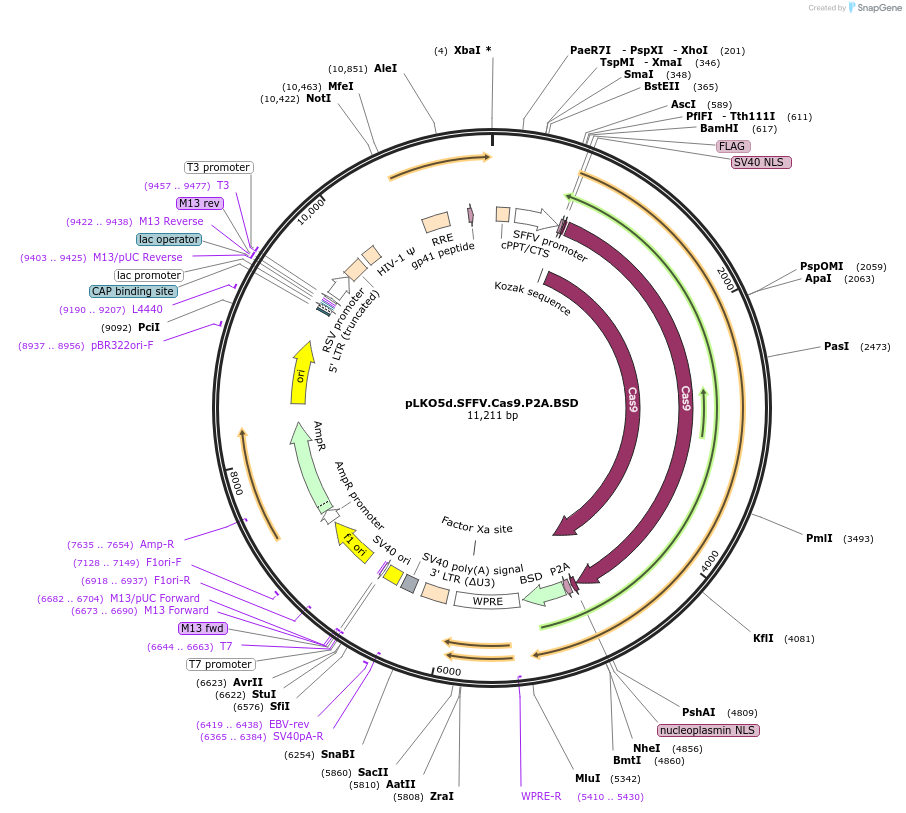 181981-plasmid-map-sequence-id-366611