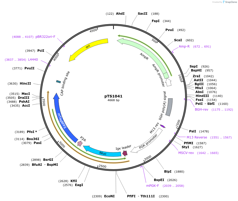 169619-plasmid-map-sequence-id-366634