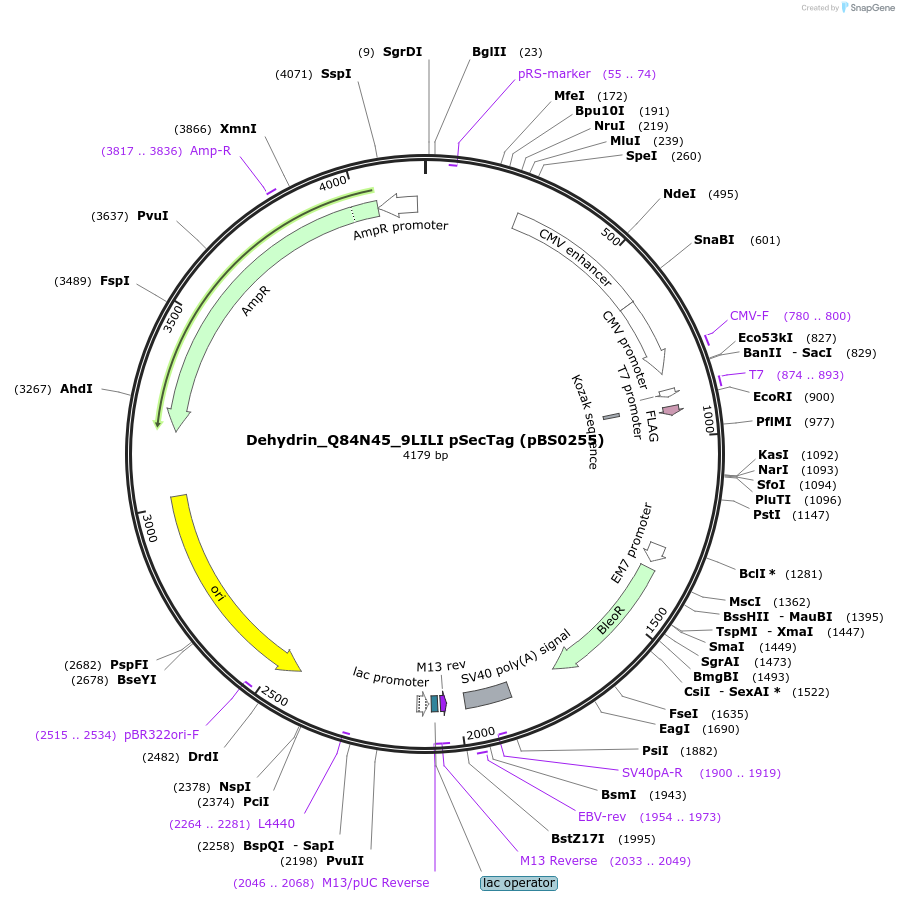 185144-plasmid-map-sequence-id-366638