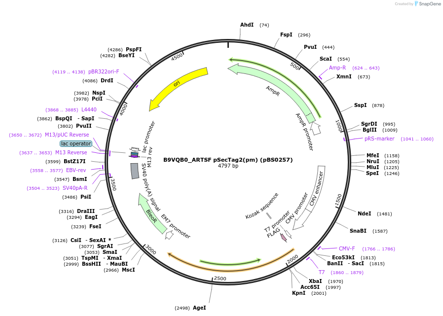 185146-plasmid-map-sequence-id-366640