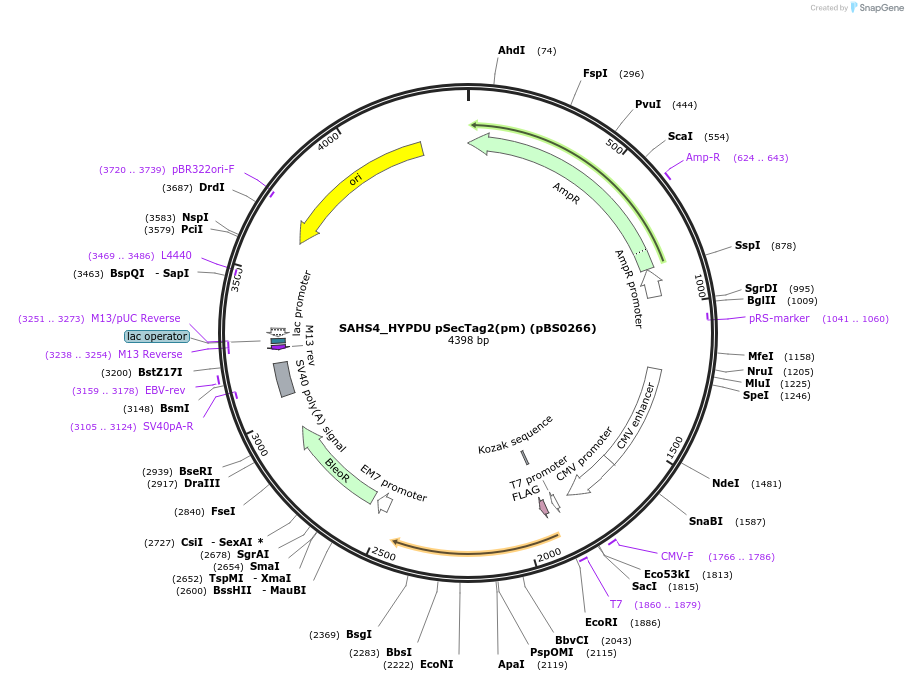 185149-plasmid-map-sequence-id-366643