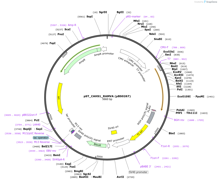 185150-plasmid-map-sequence-id-366644
