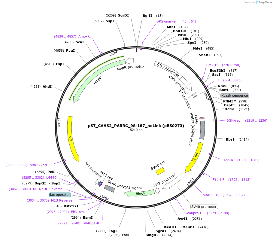 185152-plasmid-map-sequence-id-366646
