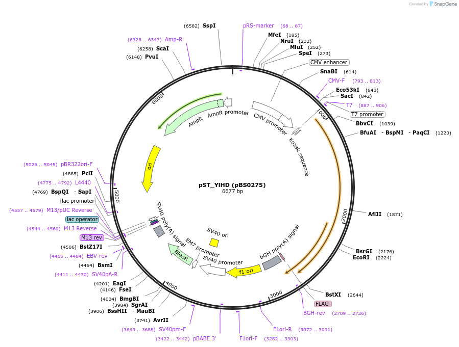 185153-plasmid-map-sequence-id-366647