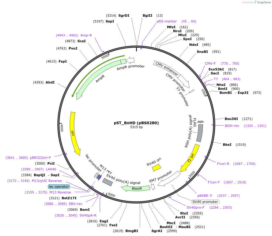 185155-plasmid-map-sequence-id-366649