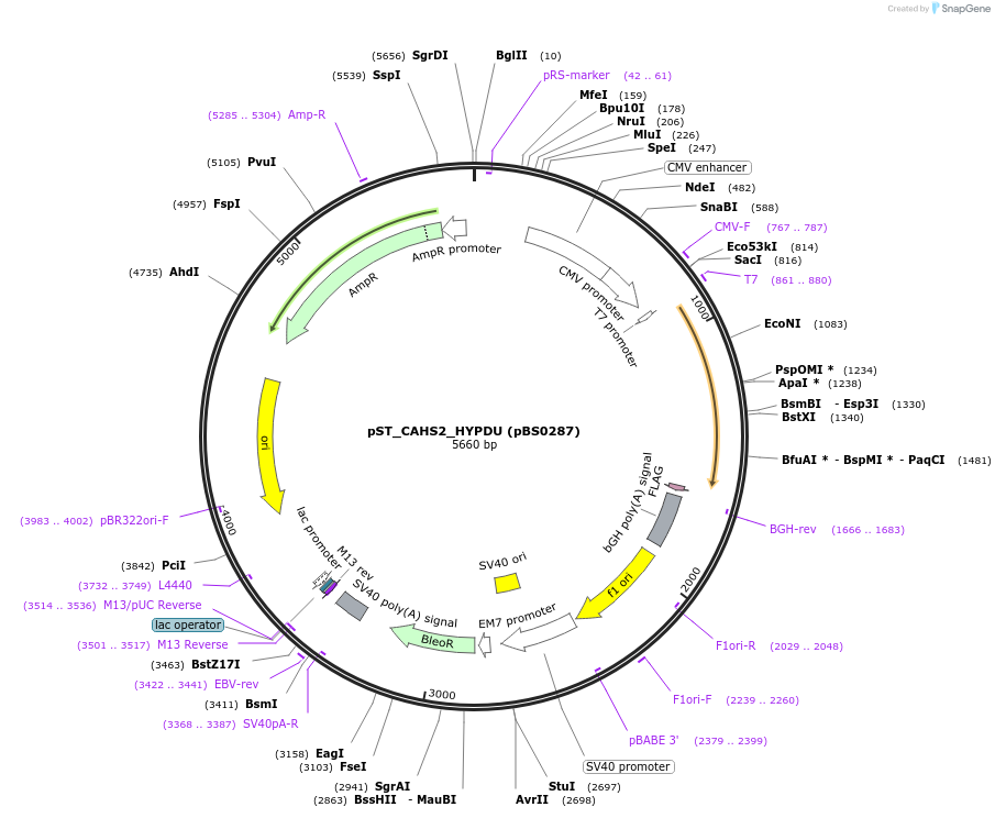 185157-plasmid-map-sequence-id-366651