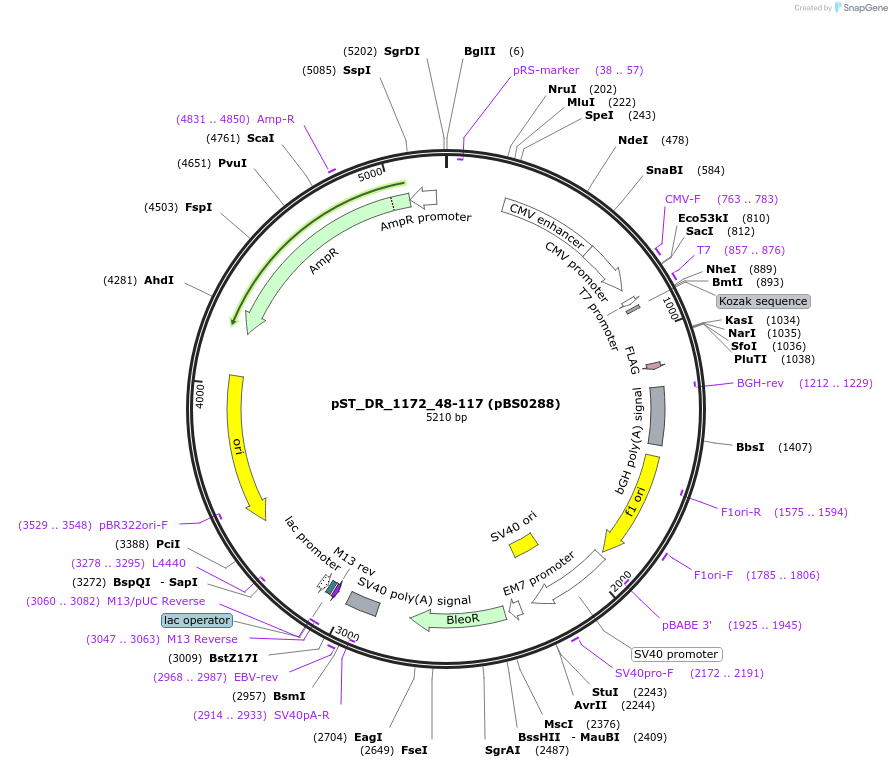 185158-plasmid-map-sequence-id-366652
